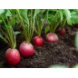 Radish Seeds - German Giant