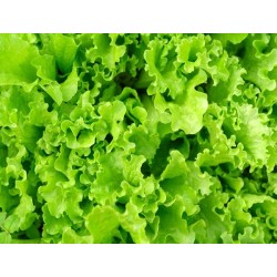 Waldman's Green Lettuce Heirloom Seeds - 100% Non-GMO & Open-Pollinated - The Seed Guy