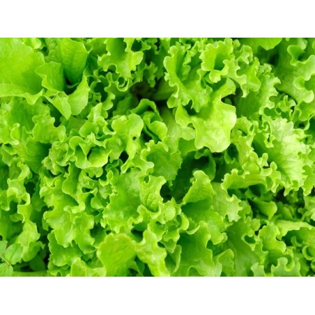 Waldman's Green Lettuce Heirloom Seeds - 100% Non-GMO & Open-Pollinated - The Seed Guy