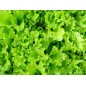 Lettuce Seeds - Waldmans Green