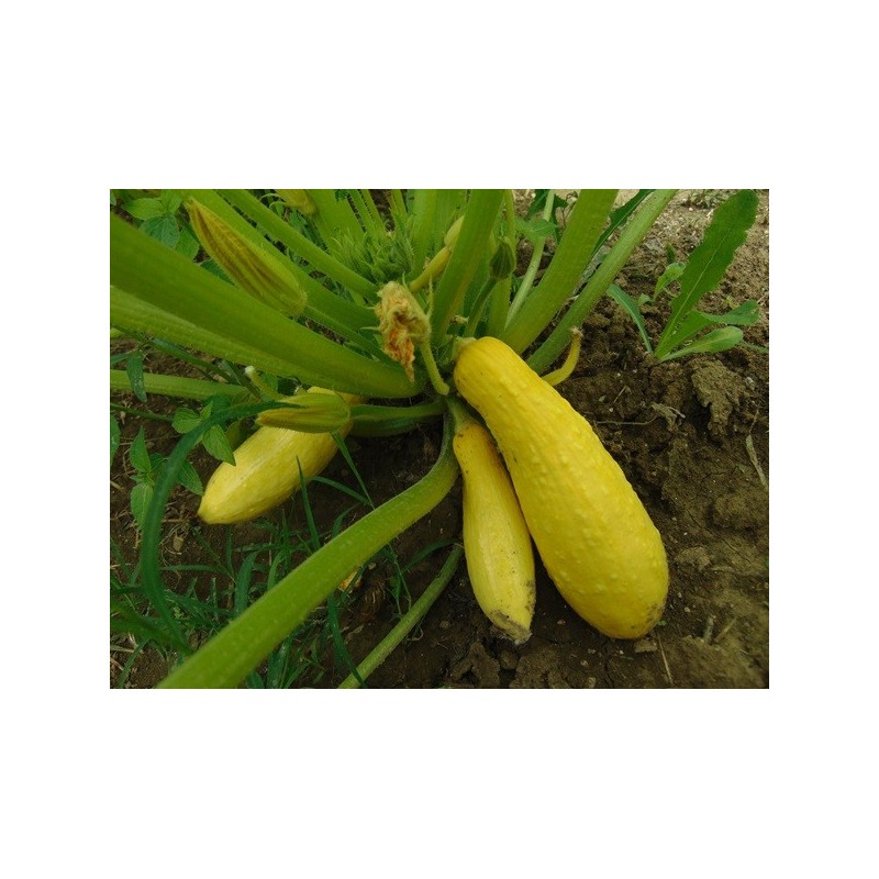 Squash Seeds - Early Prolific Straightneck