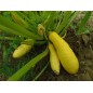 Squash Seeds - Early Prolific Straightneck