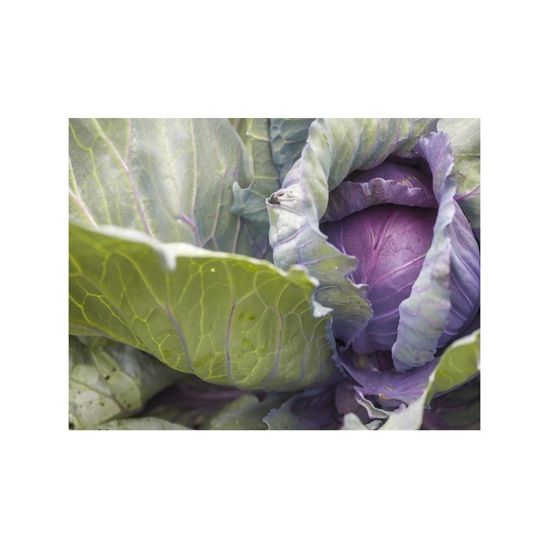 Cabbage Seeds - Red Acre