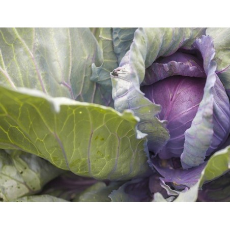 Red Acre Cabbage Heirloom Seeds - 100% Non-GMO & Open-Pollinated - The Seed Guy