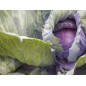 Cabbage Seeds - Red Acre