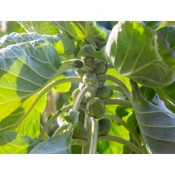 Catskill Brussels Sprouts Heirloom Seeds - 100% Non-GMO & Open-Pollinated - The Seed Guy