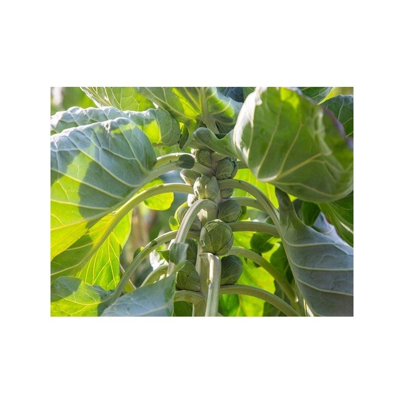Brussels Sprouts Seeds - Catskill