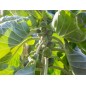 Brussels Sprouts Seeds - Catskill