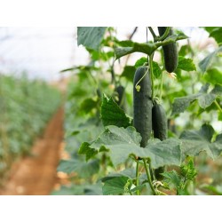 Marketmore 76 Cucumber Heirloom Seeds - 100% Non-GMO & Open-Pollinated - The Seed Guy