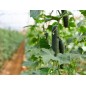 Cucumber Seeds - Marketmore 76