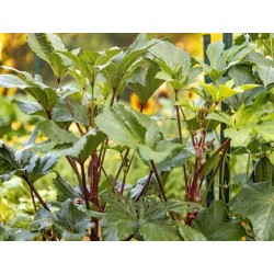 Red Burgundy Okra Heirloom Seeds - 100% Non-GMO & Open-Pollinated - The Seed Guy