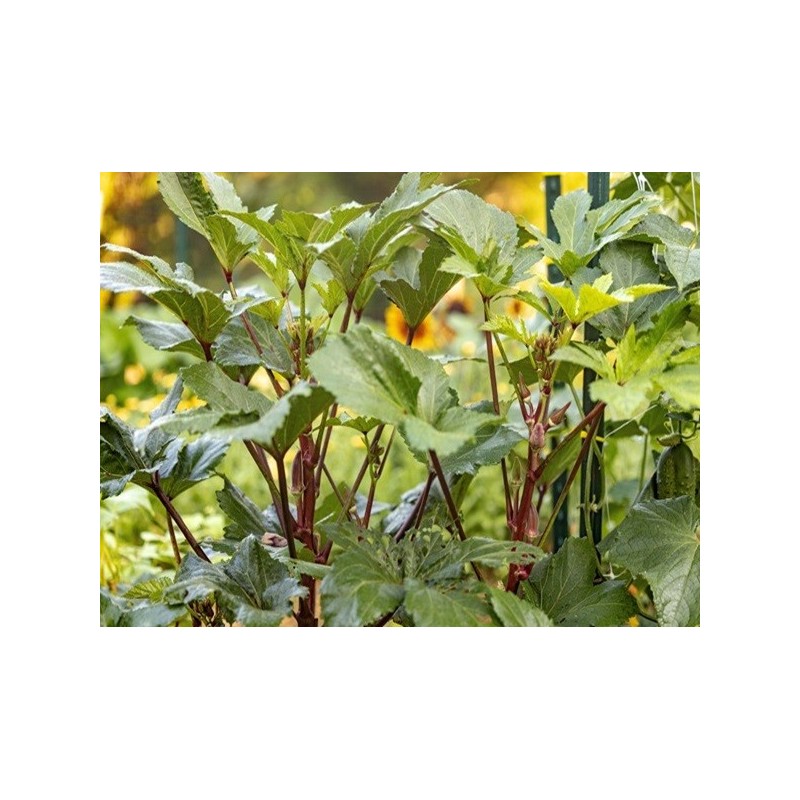Okra Seeds - Red Burgundy