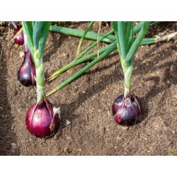 Red Burgundy Onion Heirloom Seeds - 100% Non-GMO & Open-Pollinated - The Seed Guy