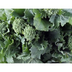Spring Rapini Broccoli Heirloom Seeds - 100% Non-GMO & Open-Pollinated - The Seed Guy