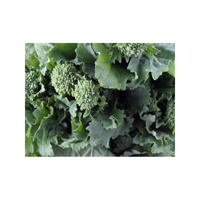 Broccoli Seeds - Spring Rapini
