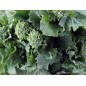 Broccoli Seeds - Spring Rapini