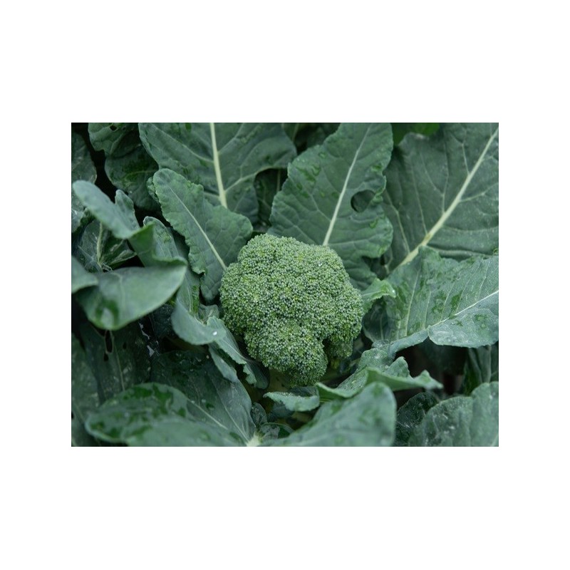 Broccoli Seeds - Waltham 29 Broccoli Seeds - Waltham 29