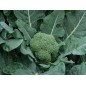 Broccoli Seeds - Waltham 29 Broccoli Seeds - Waltham 29