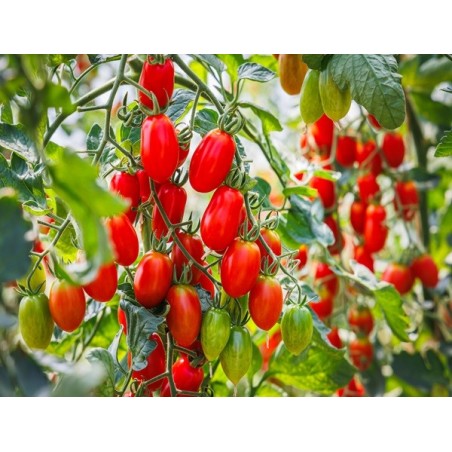 Roma Tomato Heirloom Seeds - 100% Non-GMO & Open-Pollinated - The Seed Guy