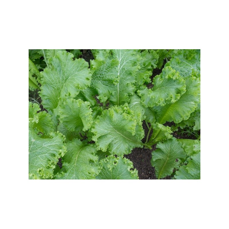 Mustard Seeds - Southern Giant Curled