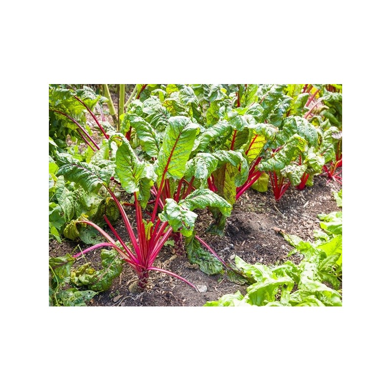 Chard Seeds - Ruby Red Swiss