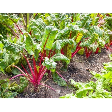 Ruby Red Swiss Chard Heirloom Seeds - 100% Non-GMO & Open-Pollinated - The Seed Guy