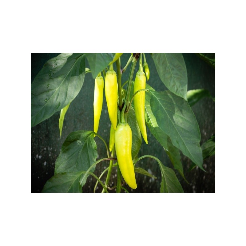 Pepper Seeds - Sweet Banana