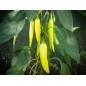 Pepper Seeds - Sweet Banana