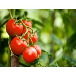 Rutger's Tomato Heirloom Seeds - 100% Non-GMO & Open-Pollinated - The Seed Guy