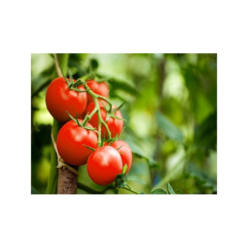 Tomato Seeds - Rutgers