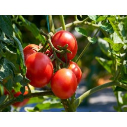 Marglobe Tomato Heirloom Seeds - 100% Non-GMO & Open-Pollinated - The Seed Guy