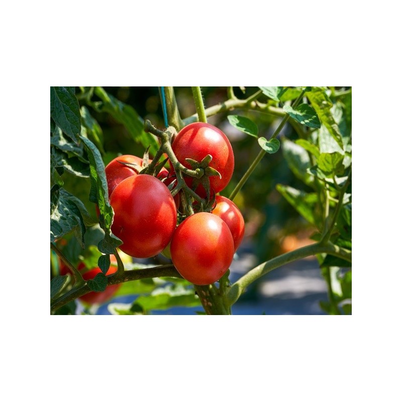Tomato Seeds - Marglobe Tomato Seeds - Marglobe