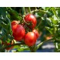 Tomato Seeds - Marglobe Tomato Seeds - Marglobe