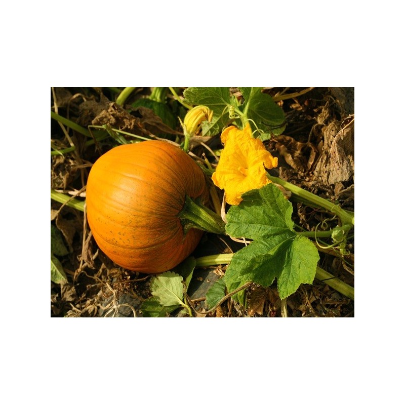 Pumpkin Seeds - Jack O Lantern