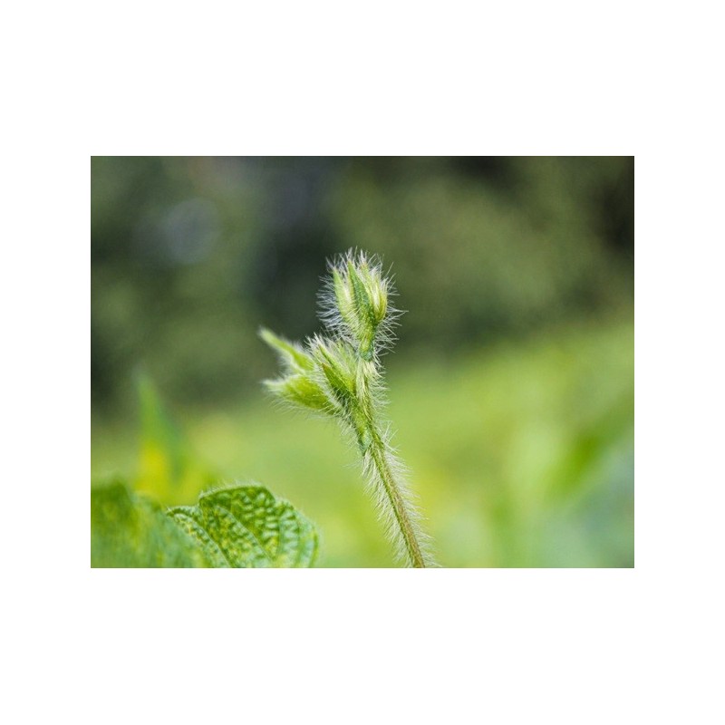 Bean Seeds - Black Turtle