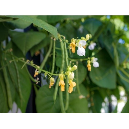 Blue Lake Pole Bean Heirloom Seeds - 100% Non-GMO & Open-Pollinated - The Seed Guy
