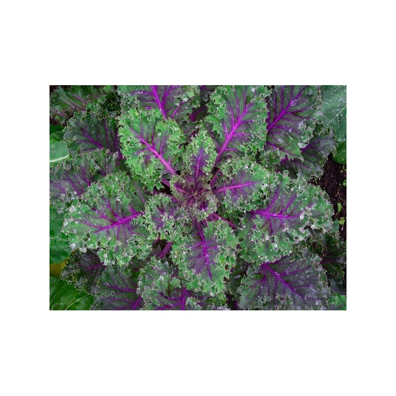 Kale Seeds - Red Russian