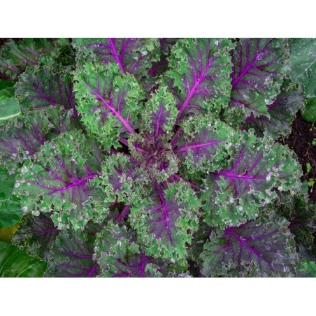 Red Russian Kale Heirloom Seeds - 100% Non-GMO & Open-Pollinated - The Seed Guy