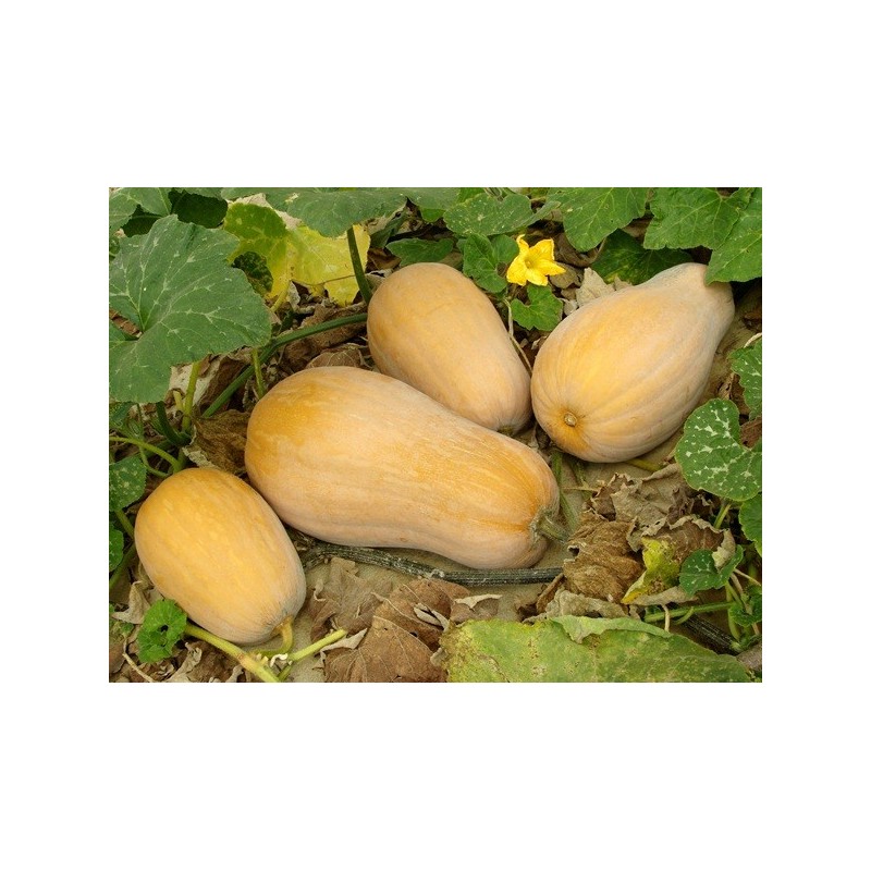 Squash Seeds - Waltham Butternut Squash Seeds - Waltham Butternut