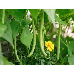 Provider Bush Bean Heirloom Seeds - 100% Non-GMO & Open-Pollinated - The Seed Guy