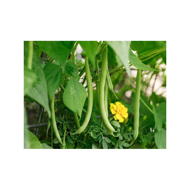 Bean Seeds - Provider Bush