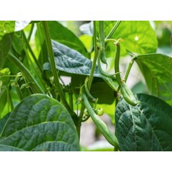 Blue Lake Bush 274 Bean Heirloom Seeds - 100% Non-GMO & Open-Pollinated - The Seed Guy