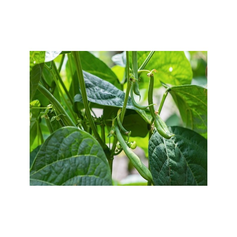 Bean Seeds - Blue Lake Bush 274