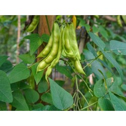 Fordhook 242 Lima Bean| Heirloom & Non-GMO | The Seed Guy ®