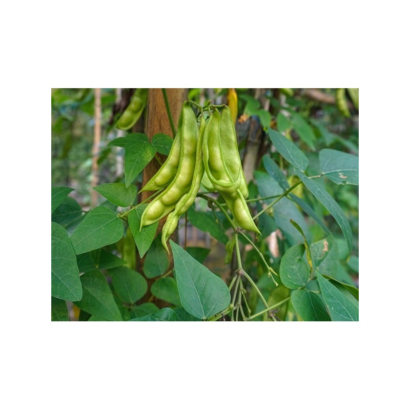 Bean Seeds - Fordhook 242 Lima Bean Seeds - Fordhook 242 Lima