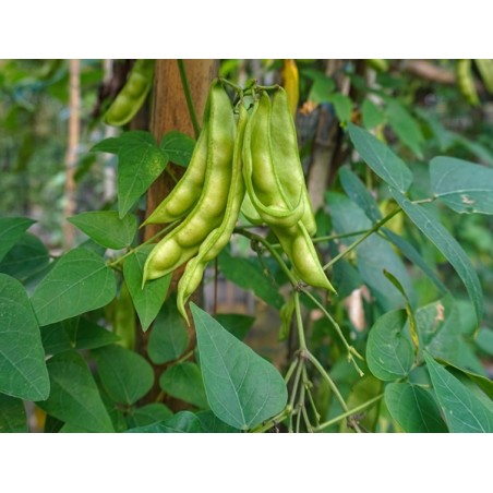 Fordhook 242 Lima Bean| Heirloom & Non-GMO | The Seed Guy ®