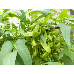 Bean Seeds - Henderson's Bush Lima | Heirloom & Non-GMO | The Seed Guy ®