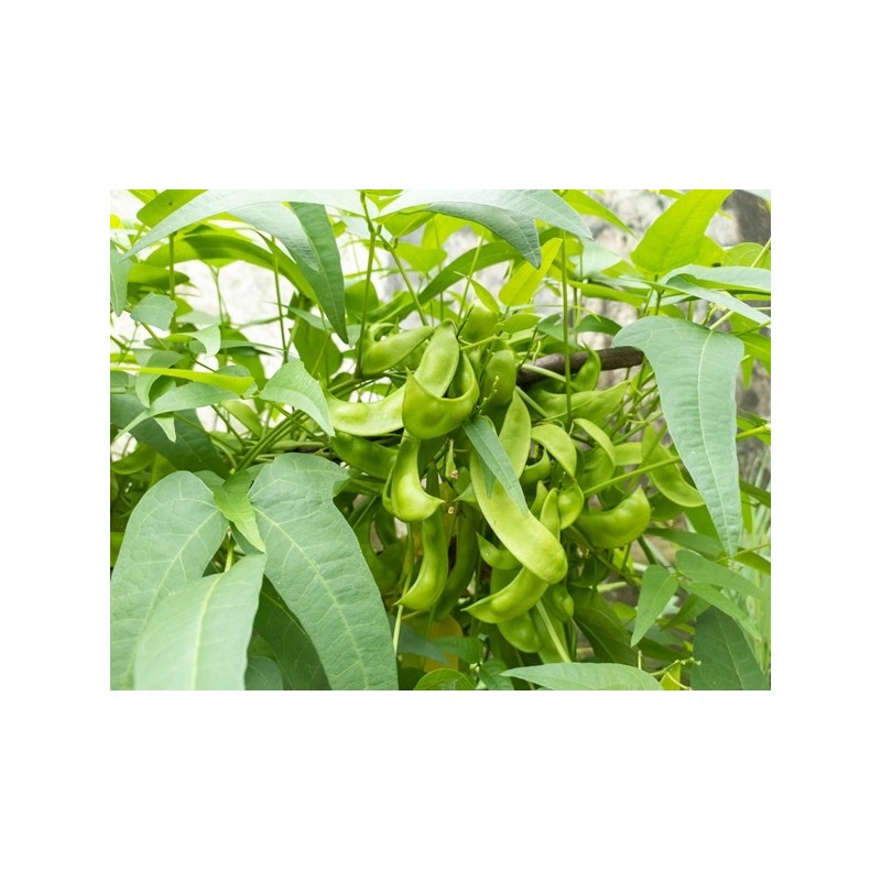 Bean Seeds - Henderson Lima