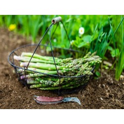 Asparagus Seeds - UC-157 F2 | Heirloom & Non-GMO | The Seed Guy ®