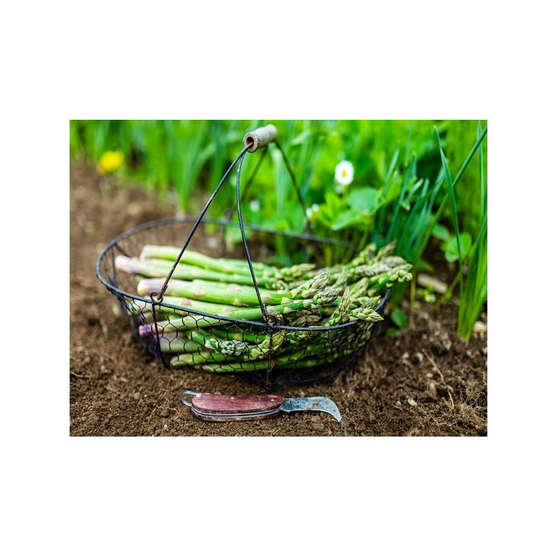 Asparagus Seeds - UC-157 F2